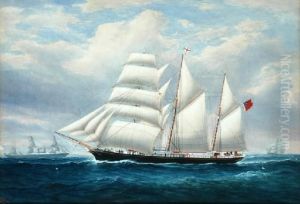The Floral Star Of Adelaide by W J Forster