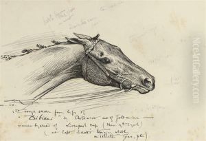 The Majority Equestrian Studies
