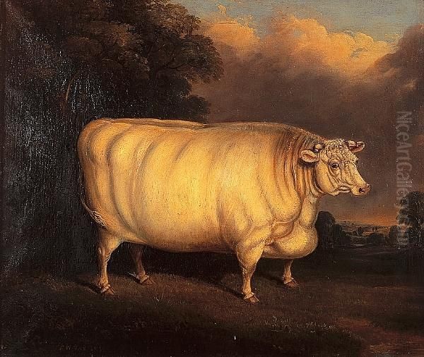 A Prize Shorthorn In A Field - view 1