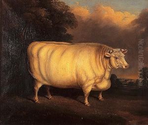A Prize Shorthorn In A Field