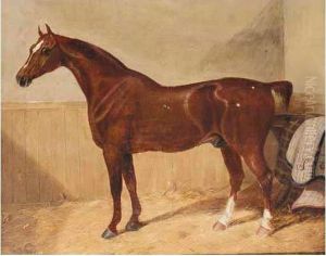 Hunter In Stable