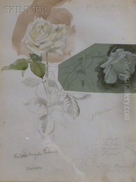 Rose Studies - view 1