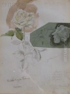 Rose Studies by Georges Fraipont