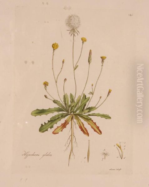 Botanical - view 1