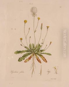 Botanical by Sansom Franciscus