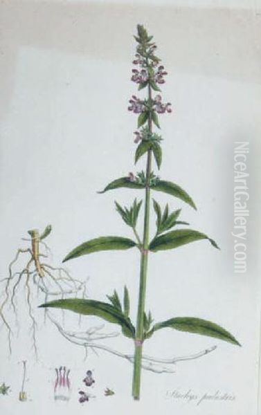 [botanicals]: Four Plates - view 1