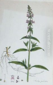 [botanicals]: Four Plates by Sansom Franciscus