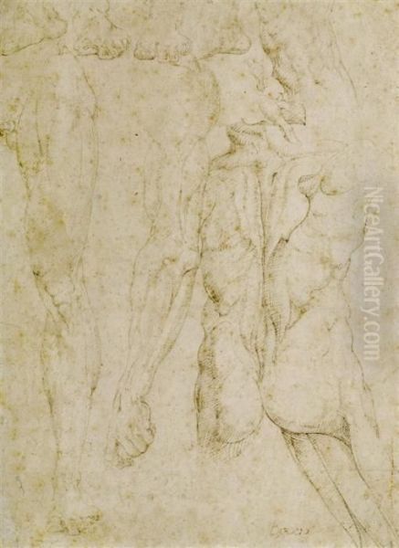 Anatomy Study Sheet - view 1