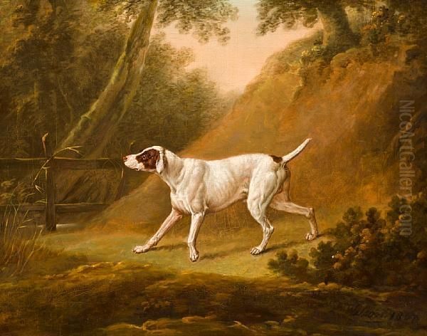 Brown And White Pointer - view 1