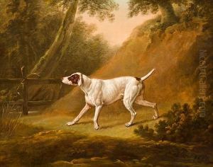 Brown And White Pointer