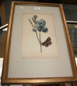 Study Of An Iris And Butterfly