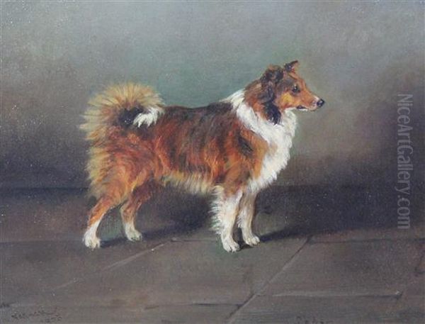 Portrait Of A Collie 'lady' - view 1