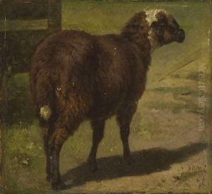 Schaf