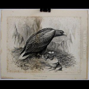 White-tailed Eagle; Bonabarte""""s Gull by Frederick William Frohawk