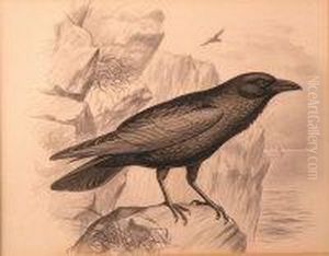 A Raven On A Cliff Top by Frederick William Frohawk