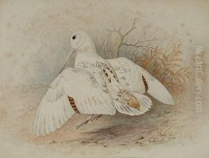 Study Of A White Woodcock by Frederick William Frohawk