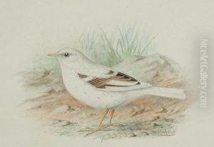 Hedge Accentor by Frederick William Frohawk