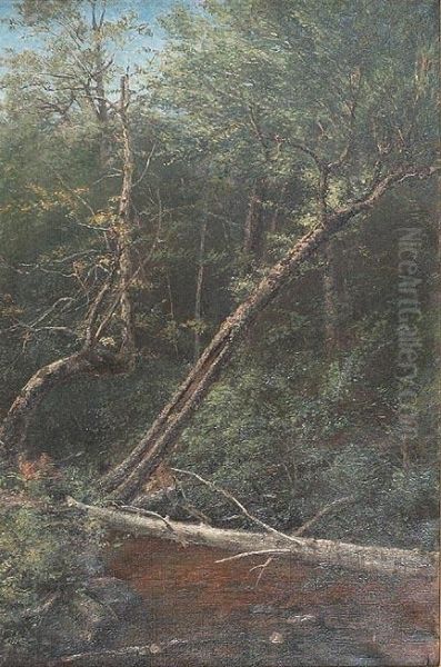 Forest Interior - view 1