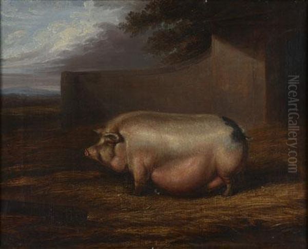 Study Of A Prize Sow - view 1