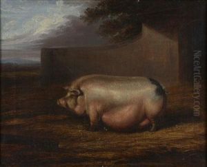 Study Of A Prize Sow Study Of A Prize Sow