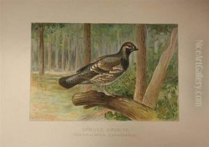 Birds by Louis Agassiz Fuertes