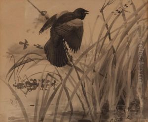 Red-winged Blackbird And Dragonfly by Louis Agassiz Fuertes