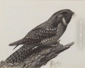 Whipporwill by Louis Agassiz Fuertes