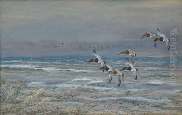 Canvasbacks - view 1