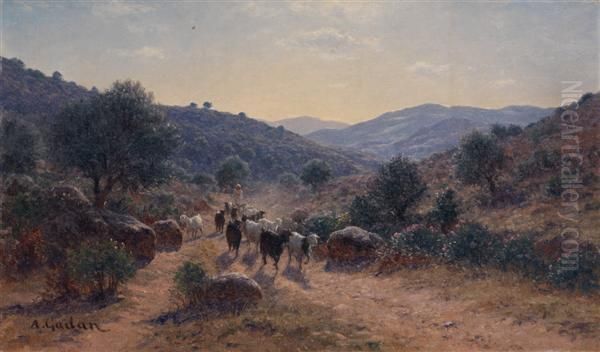 Troupeau En Algerie - view 1