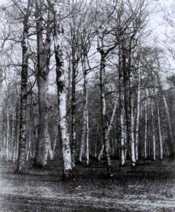 Waldstuck Mit Birken