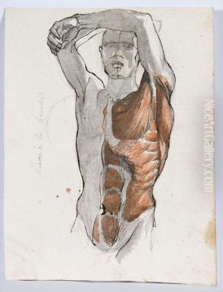 Etude D'ecorche - view 1