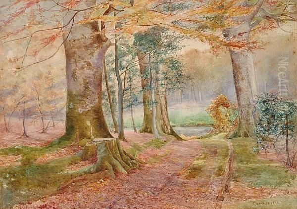 View Of A Wooded Path - view 1