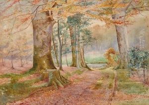View Of A Wooded Path