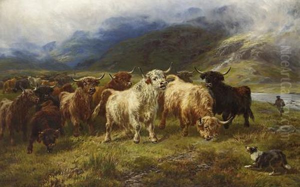 Collecting Highland Cattle - view 1