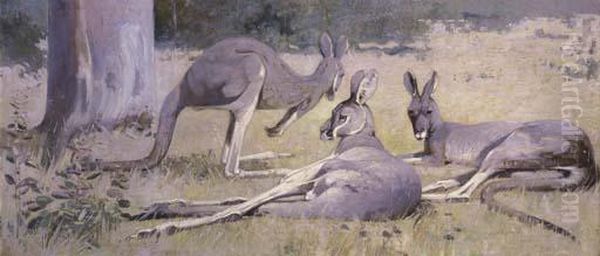 Three Grey Kangaroos - view 1