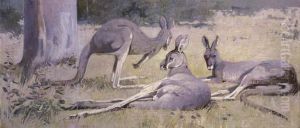 Three Grey Kangaroos