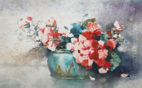 Geraniums - view 1
