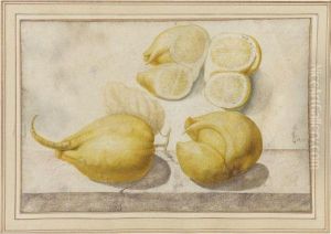 Lemon, Citrus Limon by Giovanna Garzoni
