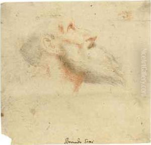 Head Of A Bearded Man Looking Up To The Right by Bernardino Gatti, Il Sojaro