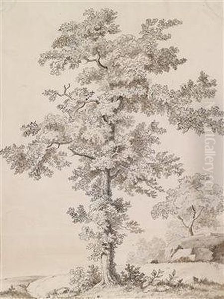 Grose Baumstudie - view 1