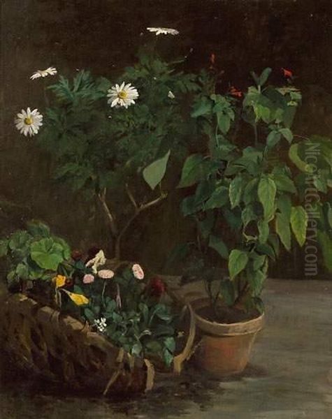 "plante En Pot, Marguerites Et Panier De Fleurs". - view 1