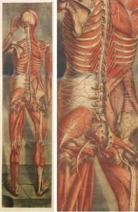 Homme De Dos by Jacques - Fabien Gautier - Dagoty