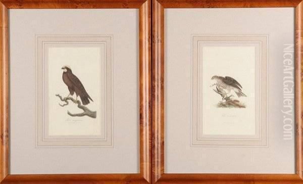 Birds Of Prey - view 1