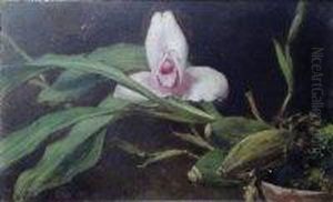 Orchid, Lycaste Skinneri Orchid, Lycaste Skinneri