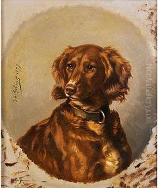 Setter Irlandes - view 1