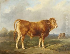 Taureau Dans Un Paysage