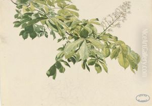 A Branch Of Horse Chestnut