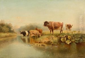 Cattle Watering Cattle Watering
