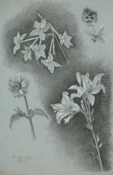 "estudios Botanicos" - view 1