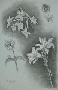 "estudios Botanicos" by Sebastian Gessa Y Arias
